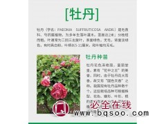 牡丹种植基地 供观赏牡丹苗 精品牡丹小苗批发 菏泽中科农林图1