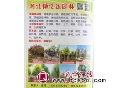 红叶李苗 美植袋红叶李苗 河北苗木网 博亿达园林 美植袋苗图1