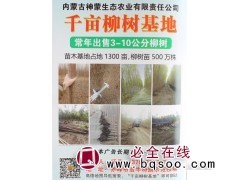 1300亩柳树基地 内蒙柳树价格 3-10公分柳树 神蒙生态图1