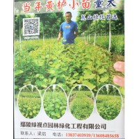 大量供应黄栌小苗 荒山绿化首选黄栌小苗 鄢陵苗木网 视点园林