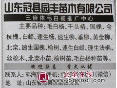 专业供毛白杨 聊城毛白杨树 三倍体毛白杨基地 冠县园丰苗木图1