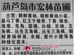 8-14公分国槐、京桃、光辉海棠 辽宁苗木网 宏林苗圃图1