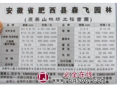 2-20公分大叶女贞 森飞园林专供大叶女贞 大叶女贞树价格图1