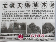 黄山栾树 黄山栾价格 安徽苗木网 栾树基地 天赐苗木场 栾树图1