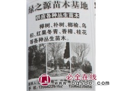 供应各种丛生榉树 榉树价格 宣城榉树基地 绿之源苗木 榉树图1