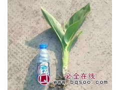 美人蕉苗 水生美人蕉 水生植物 广东美人蕉价格 懿兴水生植物图1