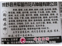 河北柳树 金丝柳 垂柳 河北苗木网 宏达苗木 专供柳树 柳树图1