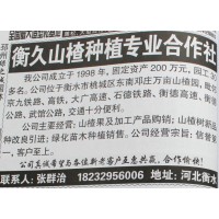 专业供应山楂苗 山楂深加工 山楂树批发 山楂苗批发 河北苗木