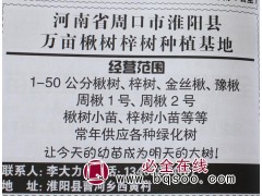 1-50公分楸树 梓树 河南苗木网 河南楸树基地 楸树梓树图1