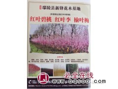 鄢陵花木网 新锋花木基地 专供红叶碧桃 红叶李 榆叶梅图1