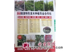 河南巨紫荆苗 5-8公分巨紫荆树 周口巨紫荆价格 绿源苗木图1