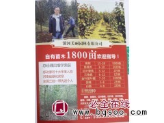 供15-20公分楸树2000棵 楸树基地 美丽园林 河南苗木图1