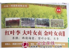 河南红叶李基地 一州园林 河南苗木网 红叶李价格 红叶李供应图1