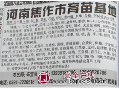 8-10公分合欢树 河南合欢树 焦作苗木基地 专供合欢树图1