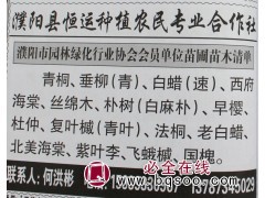 专业供应丝棉木 河南苗木网 丝棉木基地 丝棉木价格表 丝棉木图1