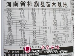 2-8公分百日红 百日红苗 南阳百日红价格表 社旗苗木基地图1