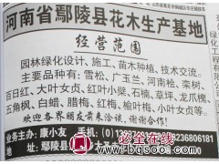 河南桧苗 河南桧价格 鄢陵大圣寺花卉 专供河南桧苗 河南桧图1