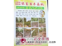 专业供应紫薇当年苗 国槐树 河南苗木网 绿茵苗木基地 紫薇树图1