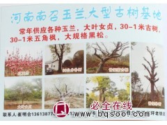 河南玉兰大树 玉兰古树 河南苗木网 玉兰基地 玉兰价格表图1