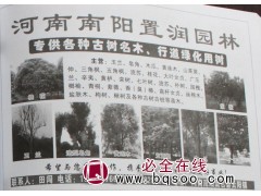 专供臭椿树 南阳臭椿 臭椿价格表 河南苗木网 置润园林 臭椿图1