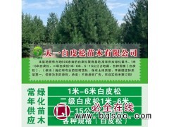 天一白皮松 白皮松价格 西安白皮松基地 白皮松价格表 白皮松图1