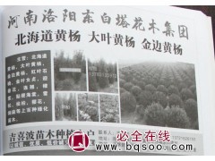 河南大叶黄杨 北海道黄杨 大叶黄杨基地 金边黄杨 东白塔花木图1