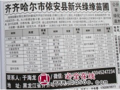 1.8米小城黑苗 小城黑小苗大量供应 绿缘苗圃 东北小城黑图1