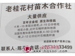 4-15米大冠桂花树 大型桂花树 老桂花树 桂花造型树 陈氏图1