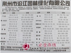 8-12公分广玉兰 荆州广玉兰 沿江园林 湖北苗木网 玉兰树图1