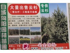 大量出售云杉 青白扦云杉工程苗 吉林苗木 云杉基地 向阳园林图1