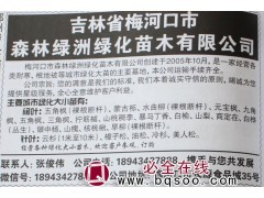 1-10米云杉 云杉苗 吉林云杉苗 森林绿洲绿化苗木 云杉图1