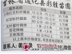 15-70公分占地红豆杉苗 红豆杉籽播苗 吉林彩胜苗圃图1