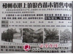 300亩银杏树基地 5-10公分银杏树 邳州银杏 银杏价格表图1