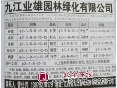 2-15公分意杨 意杨小苗基地 意杨基地 业雄园林 意杨苗图1