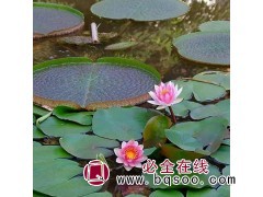 园林绿化水生植物睡莲小苗 青州榆钱儿睡莲 睡莲价格 红艳艳图1