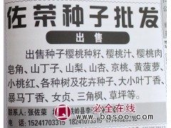 出售樱桃种子 大樱桃种子销售 佐荣种子 苗木种子销售图1