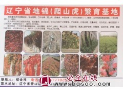 专供爬山虎苗 三色地锦苗 辽宁爬山虎价格 地锦苗 地锦价格图1