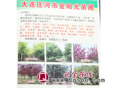 东北苗木网 专供华山松 东北华山松价格表 华山松 金阳光图1