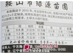 1米华山松苗 3公分华山松 10万棵华山松苗 绿源苗圃图1