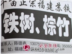 千亩苏铁基地 专供铁树、棕竹苗 铁树价格 福建铁树基地图1