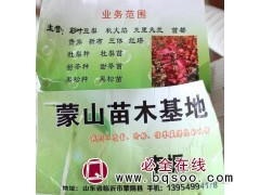 专供秋火焰彩叶豆梨 彩叶豆梨苗 彩叶豆梨基地 山东彩叶豆梨图1