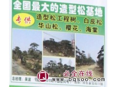 泰安造型松基地 白皮松造型树 白皮松价格 华岳园林 白皮松图1