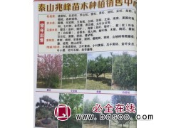 山东樱花树基地 兆丰苗木 泰山苗木网 樱花基地 樱花照片图1