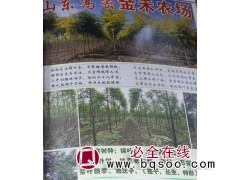 锦叶栾树 锦叶栾基地 高密锦叶栾价格 金禾农场 栾树价格表图1