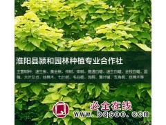 求购山楂树苗春节后用，要求地径5公分以上图1