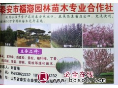 山东苗木网 福海园林 白皮松价格 白皮松图片 精品白皮松树图1