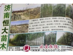 专供柳树 2-20公分垂柳 垂柳基地 旱柳图片 柳树行道树图1