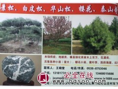 专供樱花小苗 樱花树 樱花小苗繁育基地 山东苗木网 樱花苗图1