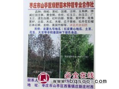 山东苗木网 山东红玉兰基地 红玉兰价格 绿野苗木 红玉兰价格图1