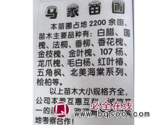 107杨大量供应 山东苗木网 淄博107杨价格 杨树苗 马家图1